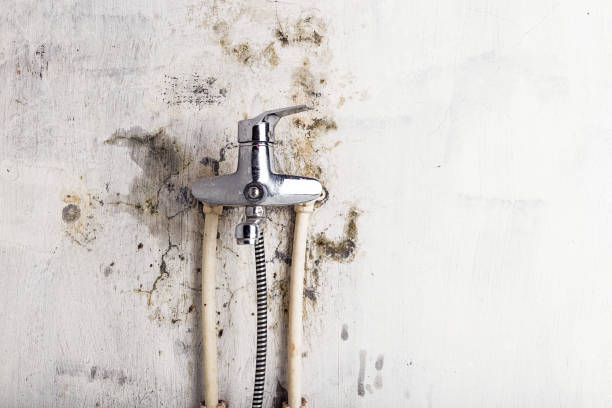 Reliable Claxton, GA Mold Removal Solutions
