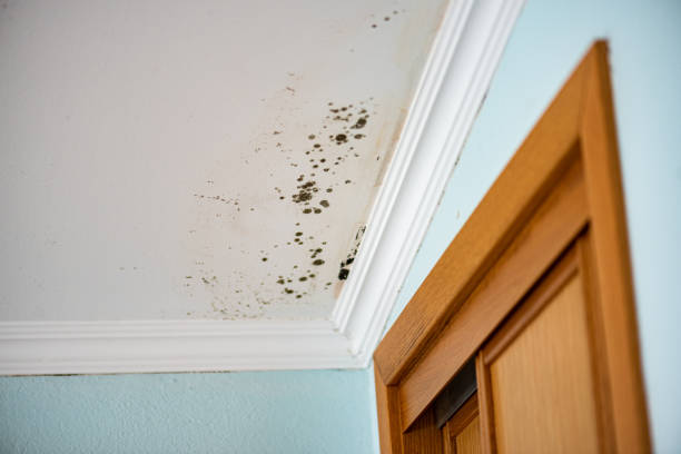 Best Water Damage Restoration  in Claxton, GA
