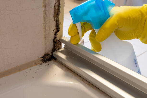 Certified Mold Removal in Claxton, GA