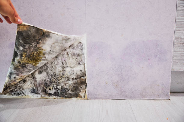 Best Certified Mold Removal  in Claxton, GA